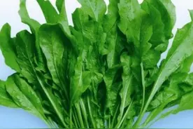 金朋朋‖梦中的野菜（清明思亲征文99）图片