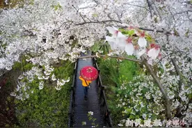春雨樱花道 雨后更醉人图片