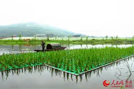 铜梁：水面浮床“睡”花草 美丽涪江入梦来图片