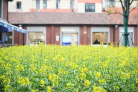 130平方米、3000棵“金贵”的油菜花绽放，就在上海愚园路……图片