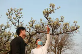 梨花也能卖钱了 阳信梨农每亩可增收500元图片
