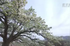 天津蓟州：花开烂漫春意浓视频封面