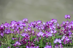 全州：紫云英花海美若仙境（组图）图片