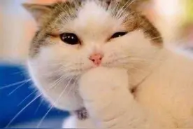 为什么中国年轻人甘愿成猫奴？图片