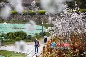 厦门旅行社4月起可恢复市内团队游 海峡导报“向春天进发”大型公益活动邀你一起去找春天图片