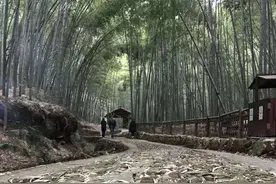 直播春天·荐｜这个周末，带着家人挖笋走古道去图片