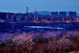 春光达人｜三月桃花红，社区景象新图片