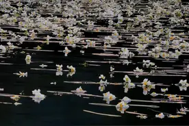 春色满园关不住，永福百寿镇海菜花开似锦图片