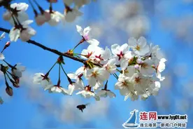 花果山大圣湖樱花大道上千余株樱花盛开图片