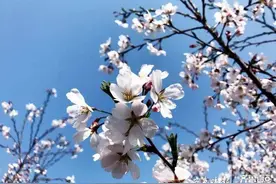 花都开好了！济宁上九山樱花烂漫的时节图片
