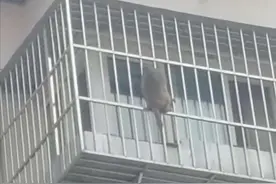 壹现场丨北京门头沟一小区顽猴进驻 两次抓捕均遭逃脱图片