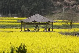油菜花有没有蜜？油菜蜂蜜孕妇能喝吗？图片