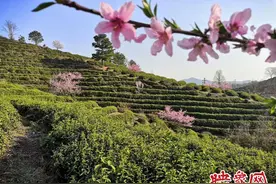 光山凉亭乡：春光无限好 茶乡采茶忙图片