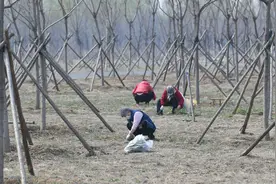 潮白河边有人垂钓野炊挖野菜 春光虽好防疫不能松懈图片