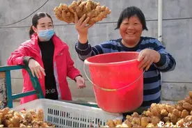 储存了3个多月的小黄姜上市，价格翻了一番图片