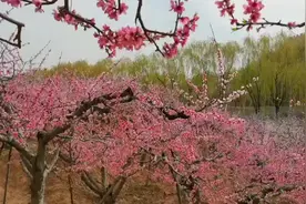 今年桃花节停办，肥城开启“云”赏桃花慢直播图片