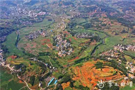 在那泡桐花盛开的地方图片