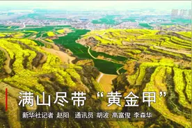 满山尽带“黄金甲”视频封面