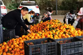云南元江县：茂谷柑熟了果农们富了图片