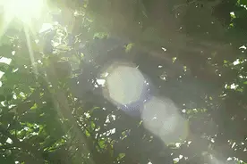 七月未央 暑热持续图片