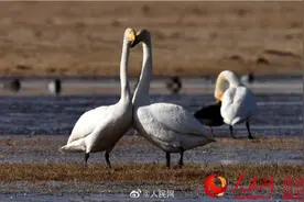 新疆巴音布鲁克湿地迎候鸟图片