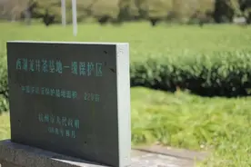 龙井茶好喝，茶树有几种？带你探秘国家茶树种质资源圃，认识龙井家族的奇珍异树图片