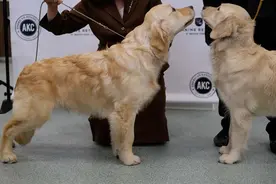 应对疫情 美国金毛寻回犬当送货员图片