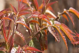 临沂市蒙阴县桃墟镇：栽下小香椿 长成“摇钱树”图片