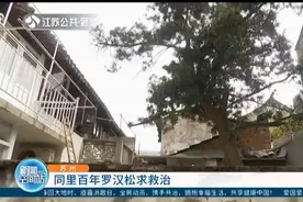 苏州老宅百年罗汉松求救治！树干腐烂只剩树皮，主人四处寻专家视频封面