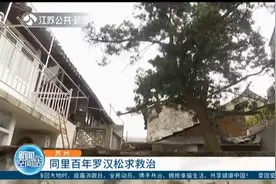 苏州老宅百年罗汉松求救治！树干腐烂只剩树皮，主人四处寻专家视频封面