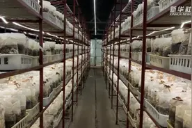 六盘山下“扶贫菇”视频封面