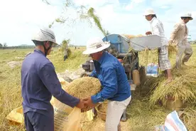 越南总理：出口大米是必要的，但目前须加以控制确保粮食安全图片
