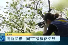 杭州绿樱花惊艳出场！后期还会会变色！义乌百年牡丹绽放！视频封面