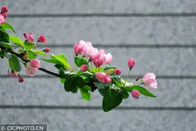 海棠依旧图片