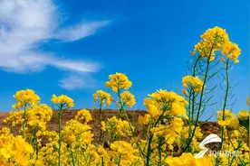 滨州邹平：油菜花开美如画图片