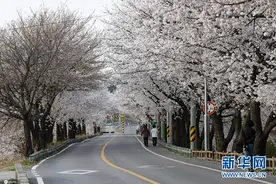 韩国尚州樱花盛开 美如画卷图片