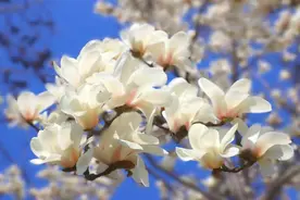 春天的蓼河畔，按下加速发展的“快进键”图片
