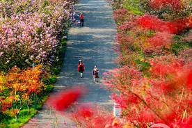 观红叶 赏樱花 南湖多彩植物园春色惹人醉图片