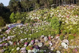 重庆南山开满杜鹃 姹紫嫣红浪漫似锦图片