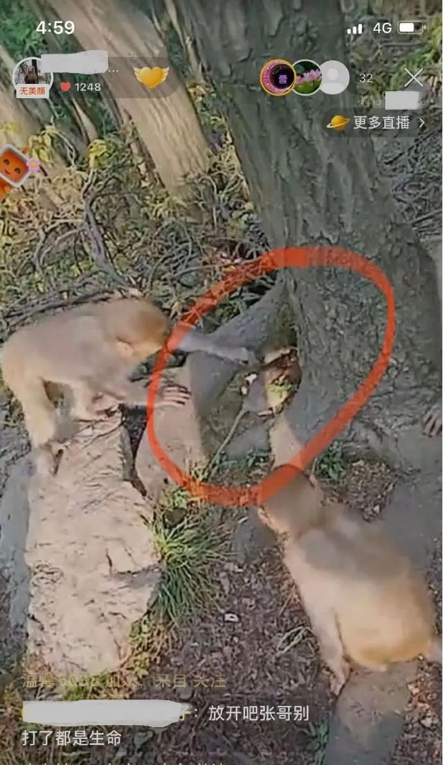 逗小猴最新版本（网友怒了主播用老鼠逗黔灵山猴子）