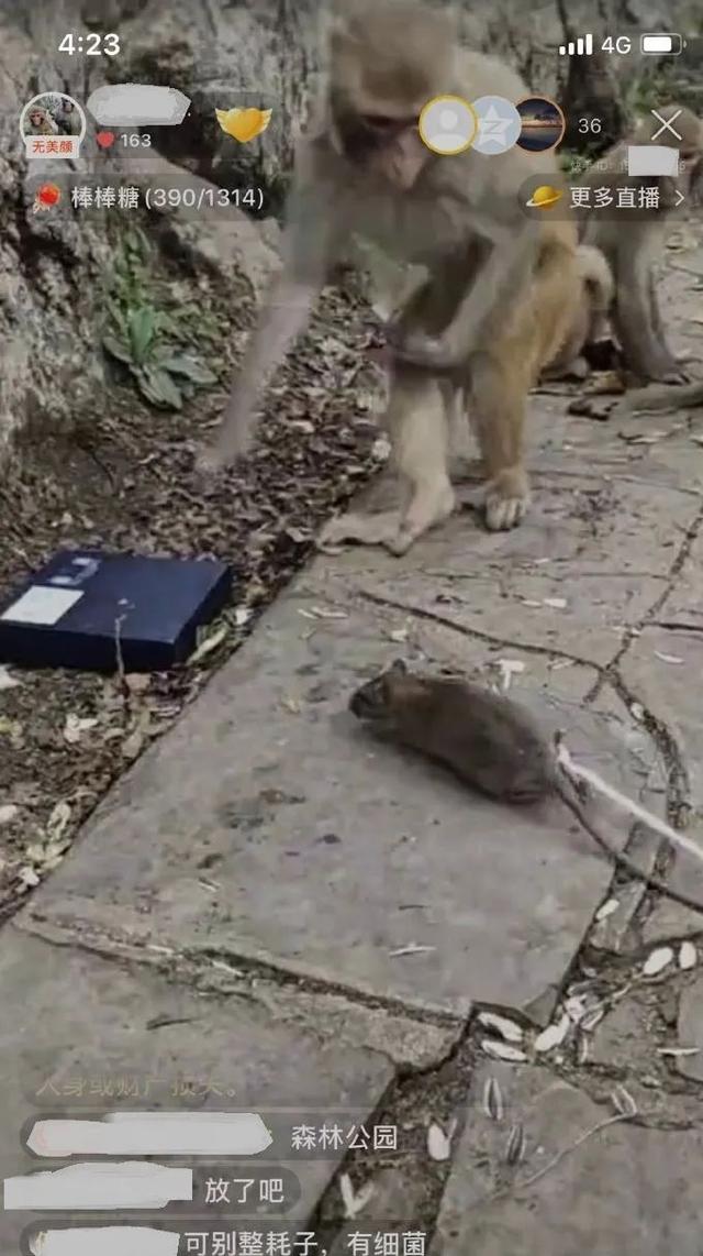 网友怒了：“主播用老鼠逗黔灵山猴子，搞直播！”公园相关人士表态