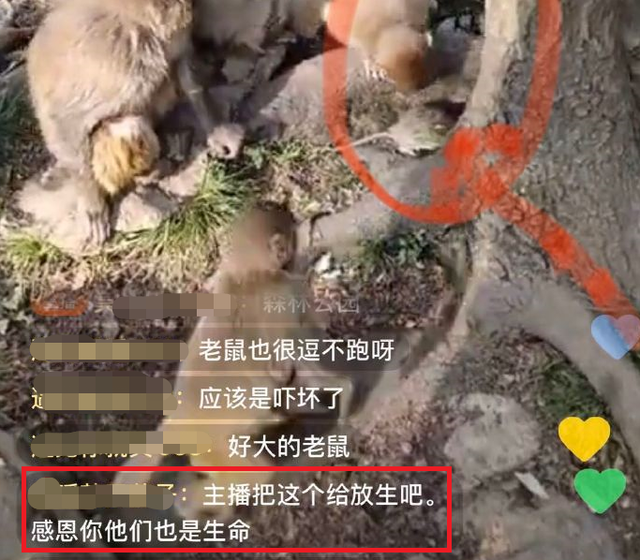 网友怒了：“主播用老鼠逗黔灵山猴子，搞直播！”公园相关人士表态