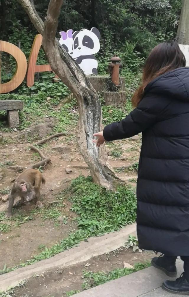 网友怒了：“主播用老鼠逗黔灵山猴子，搞直播！”公园相关人士表态
