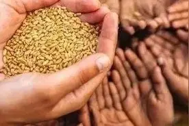 多国发出口禁令，粮食危机来了吗？图片