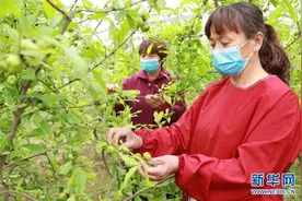 河北广宗：沙土地里种出“脱贫果”图片