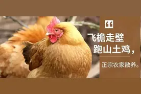 在山林里奔跑的清远土鸡，只要99.9元/两只！周末送到家图片