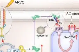 ARVC致病有新机制！Circulation 刊发阜外医院赵世华团队和美国合作研究：整合素蛋白β1D可防室性心律失常图片