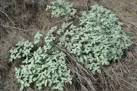 植物的政治智慧：“敌人的敌人是朋友”图片