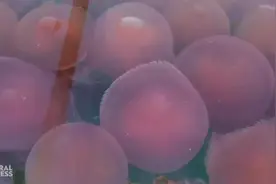 梦幻！成千上万粉红水母游弋在海中 菲律宾巴拉望出现罕见美景视频封面