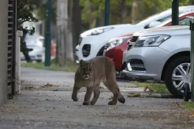自然收复失地？人类隔离数日后野生动物开始现身城市图片